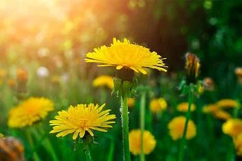 Как провести майские праздники без вреда для здоровья Как провести майские праздники без вреда для здоровья